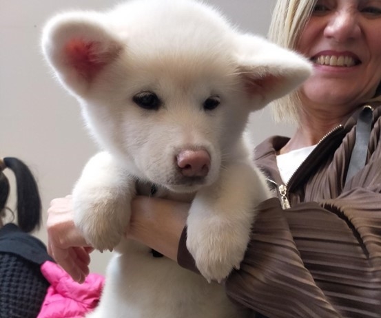 秋田犬セミナー